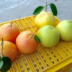 葡萄柚-15斤裝